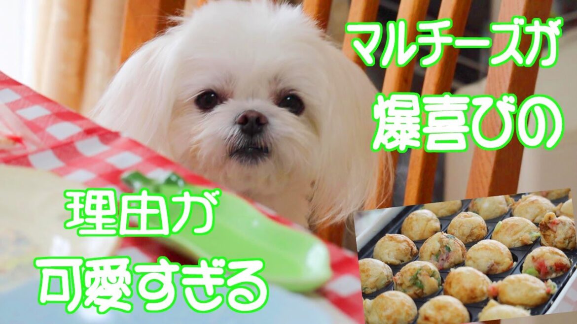 マルチーズが爆喜びで大暴走した理由が可愛すぎる