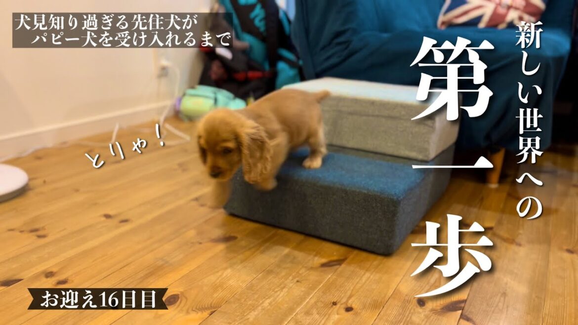 【犬見知り過ぎる先住犬がパピー犬を受け入れるまで#15】お迎え16日目で世界が拡がった！　イングリッシュコッカースパニエル「みみ」の気持ち