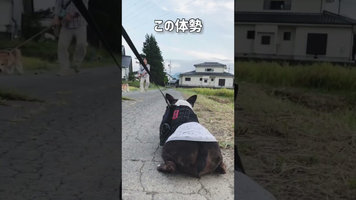 皆さまの愛犬はどうですか？ボストンテリアきいろさん【ボステリ】