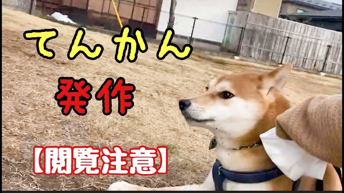 #柴犬  #てんかん 楽しみにしてたドッグランデビューから一変。柴犬のてんかん発作