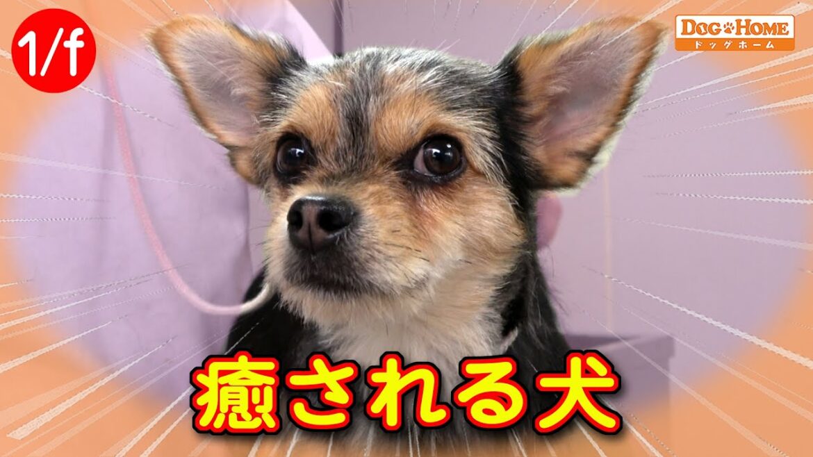 寝ちゃうほど気持ちいいトリミング 初来店!9か月の女の子【ミックス犬のヴァンちゃんのカット編】 ୨୧∵トリミング サロン DOG HOME ドッグホーム∵୨୧ 寝ちゃうほど気持ちいいトリミング 初来店!9か月の女の子【ミックス犬のヴァンちゃんのカット編】 ୨୧∵トリミング サロン DOG HOME ドッグホーム∵୨୧