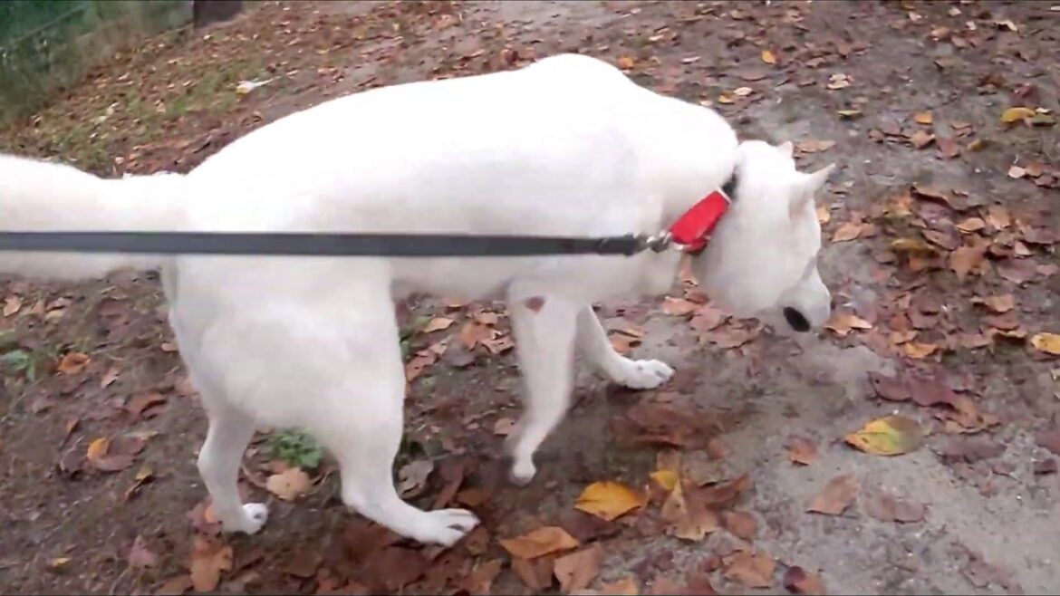 秋を歩く紀州犬　YUZU
