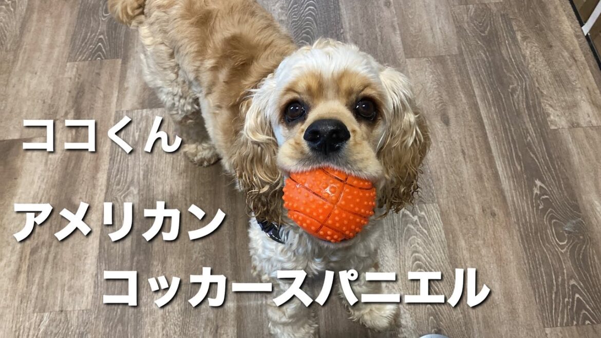 アメリカンコッカースパニエル　ココくん【American cocker spaniel】