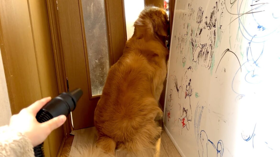 せめて鼻先だけでもドライヤーから逃げ出したい大きな赤ん坊