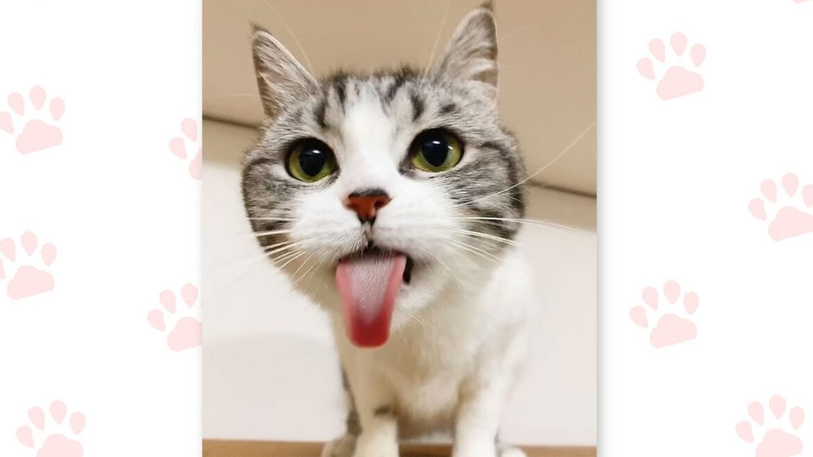 成長して遊び方が変わる猫【スコティッシュフォールド】