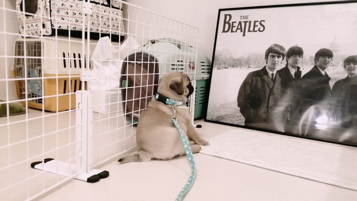 パグに初めての首輪。似合ってますよお客さん [퍼그pug子犬]