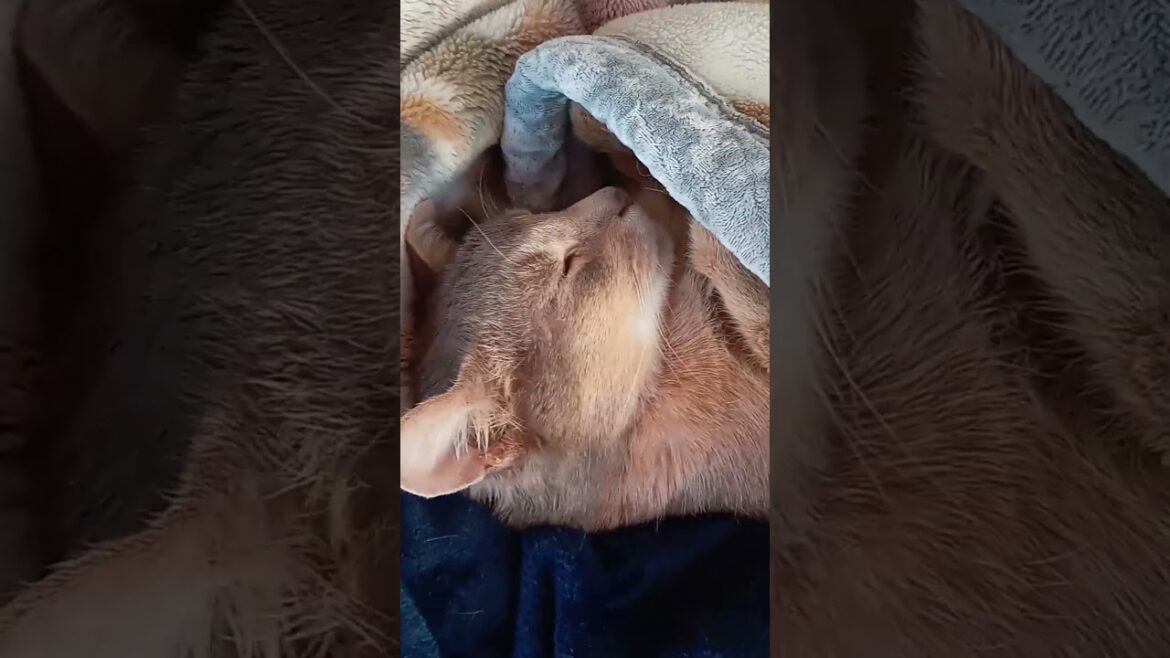 【家猫】寝てるときが一番かわいい【アビシニアン】 【家猫】寝てるときが一番かわいい【アビシニアン】