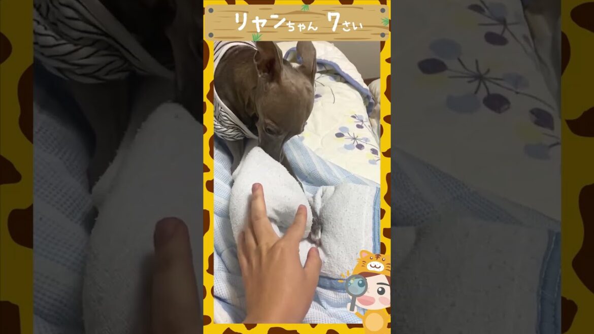 遊び方が激しい女の子😆イタリアングレーハウンド犬 #shorts