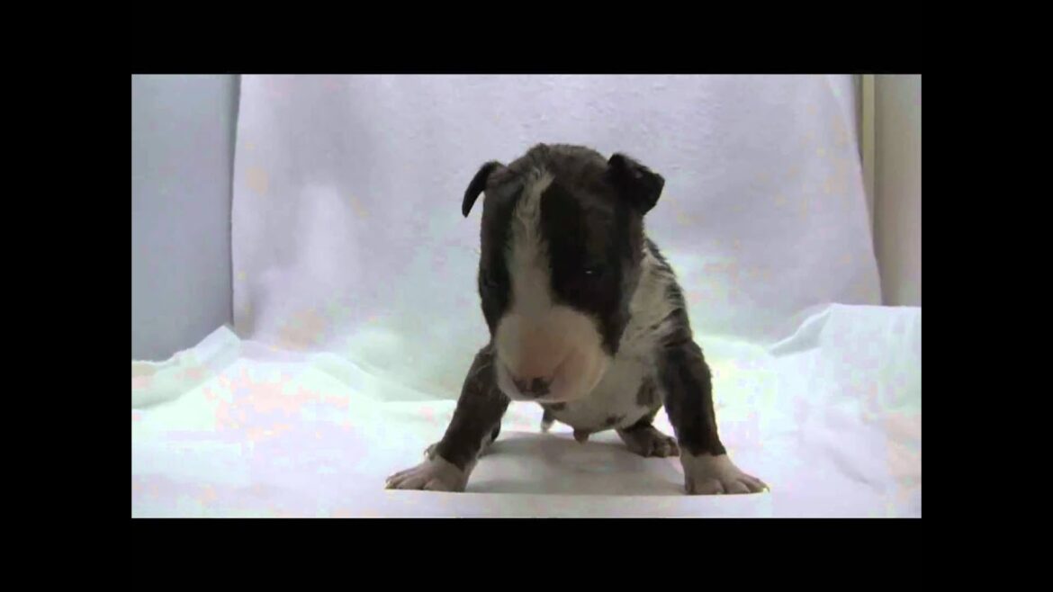 ミニチュアブルテリア（ブリンドル＆ホワイト）子犬出産情報！