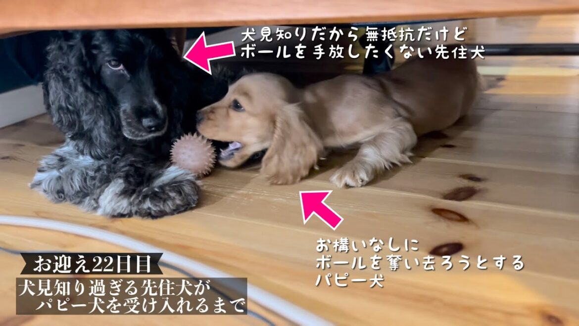 【犬見知り過ぎる先住犬がパピー犬を受け入れるまで#21】お迎え22日目！　イングリッシュコッカースパニエル「みみ」の気持ち