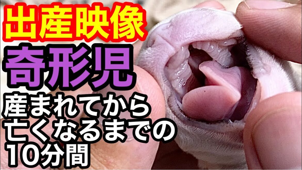 【出産映像】産後わずか10分で亡くなったフレブルの奇形児