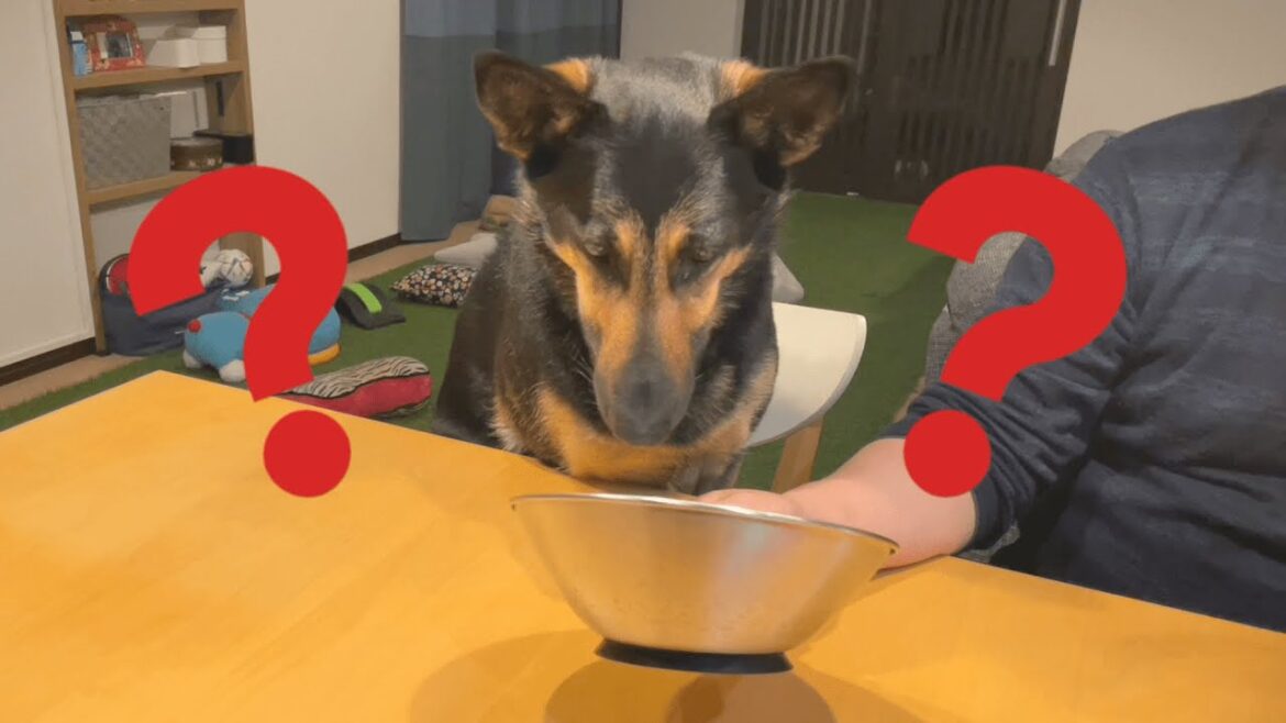 愛犬と一緒にパフェが食べたい！　で作ったら、見事に失敗しましたｗ【ジャーマンシェパード】