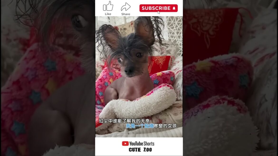 Cute And Funny Chinese Crested Dog Video #48