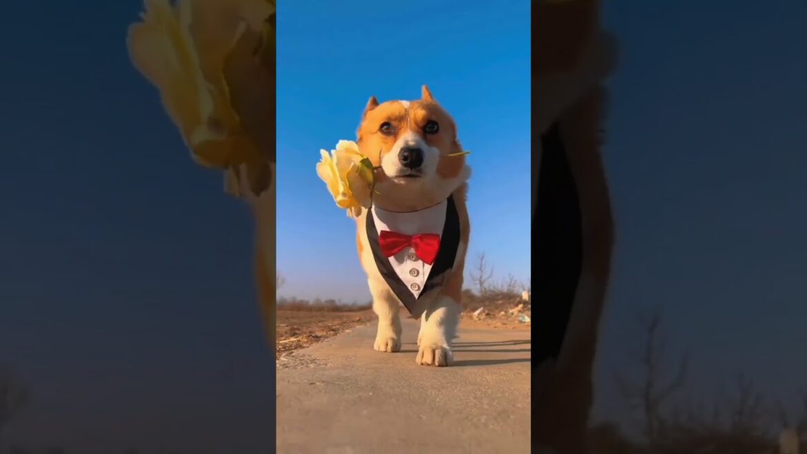 Dog 😍 shorts video  #dog #cutedog #shorts #short #youtubeshorts