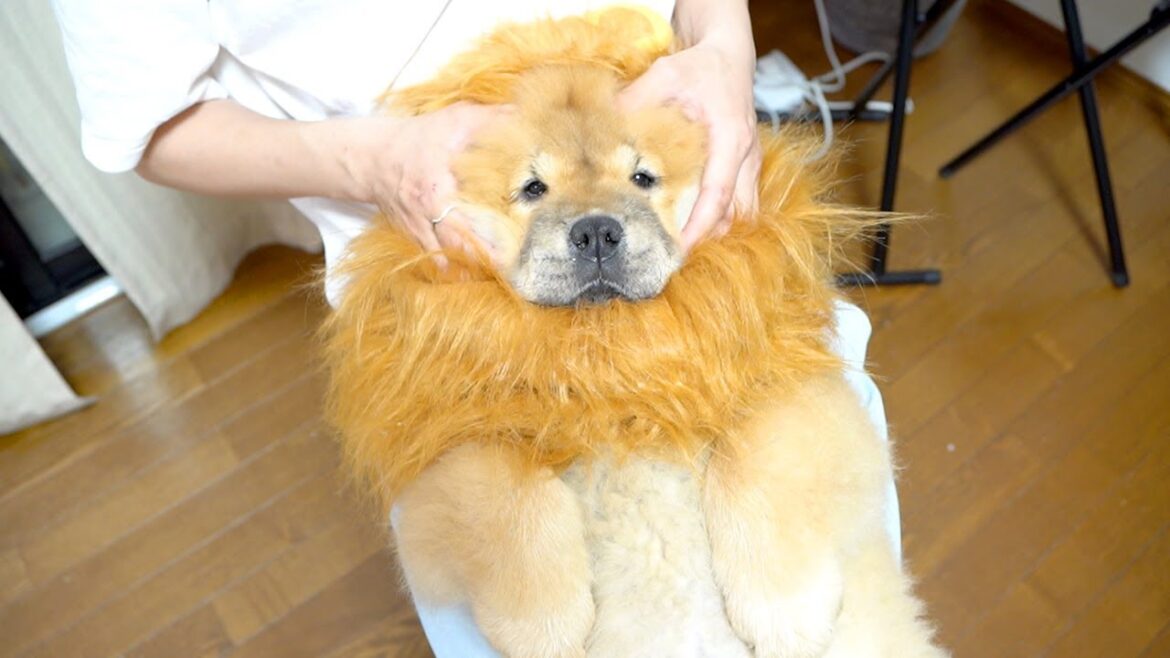 ブサイクなライオンに変装したチャウチャウ犬を揉みくちゃる