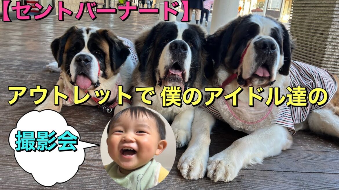 【超大型犬セントファミリー】あみプレミアムアウトレットで笑顔いっぱいの皆様に囲まれて我が家の3人の、まさかの撮影会？の始まり〜始まり〜
