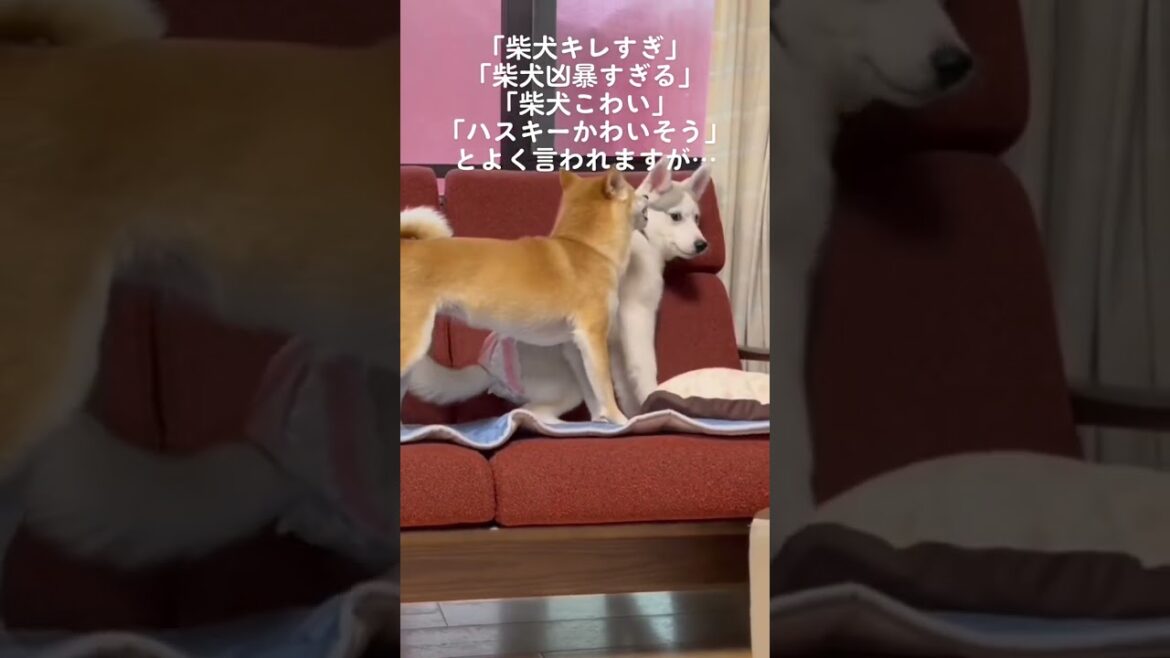 柴犬キレすぎでハスキーがかわいそうとよく言われますが実は… #shorts