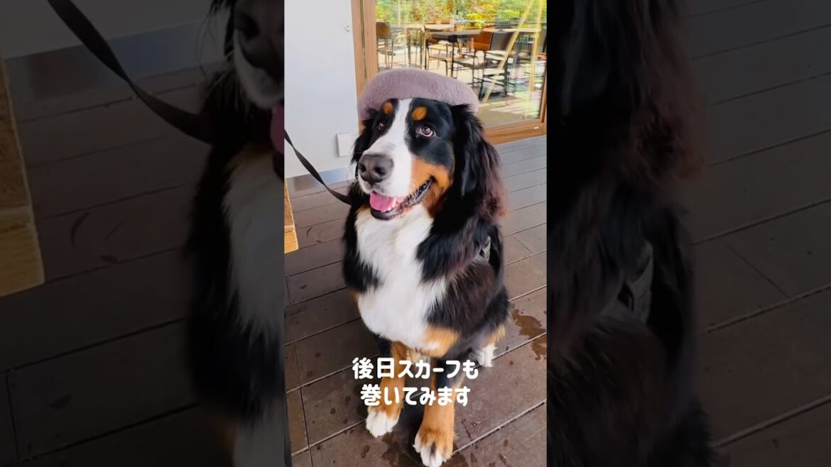 おしゃれをしてみたバーニーズマウンテンドッグ