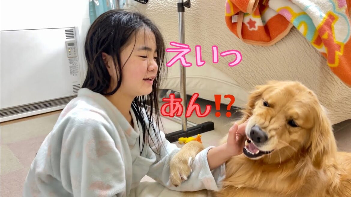 顔は怒りながらも絶対に姉の上から離れない姉ラブな大型犬クッキー【ゴールデンレトリバーとミニチュアダックスフンド】 顔は怒りながらも絶対に姉の上から離れない姉ラブな大型犬クッキー【ゴールデンレトリバーとミニチュアダックスフンド】