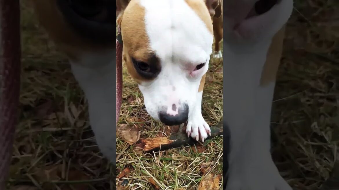 Charlie and wood  #shorts #pitbull #pitbulldog #amstaff #dog