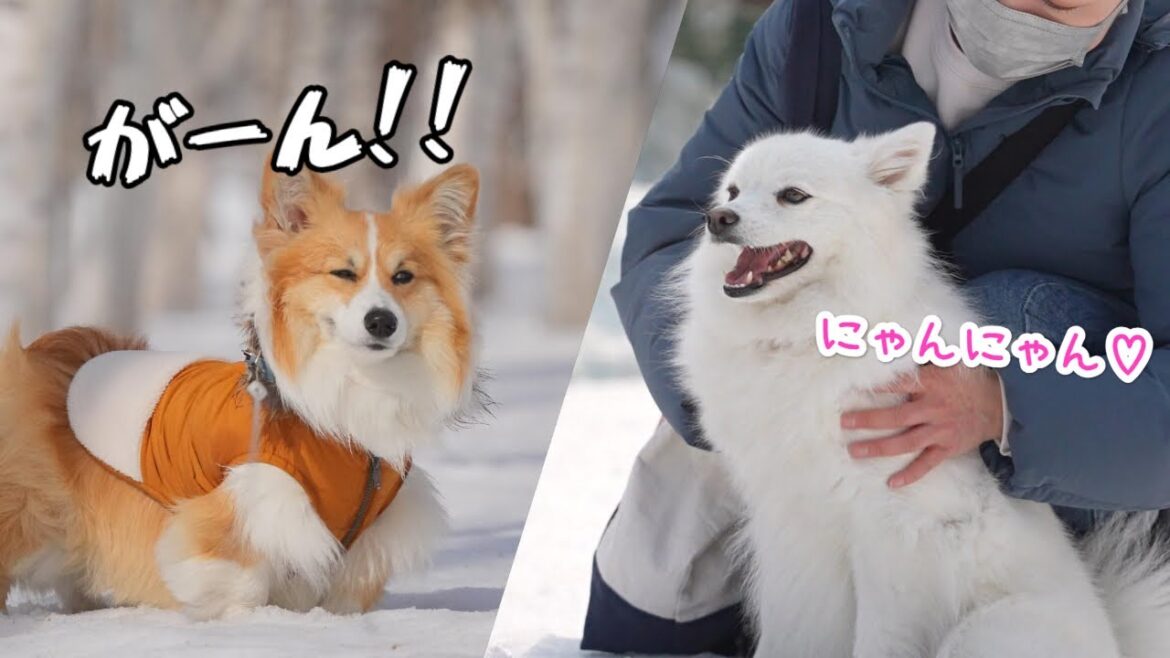 ママの浮気は絶対に許さないコーギー犬【日本スピッツ】