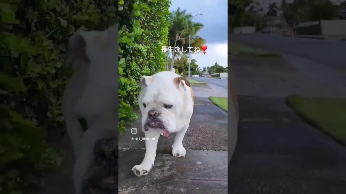 #shots シニアライフ　ブルドッグ歴9年 #bulldog #9yearsold