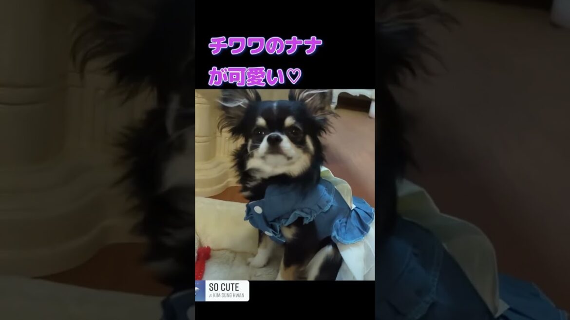 【ロングコートチワワ】首をかしげるチワワが可愛い♡ 【ロングコートチワワ】首をかしげるチワワが可愛い♡