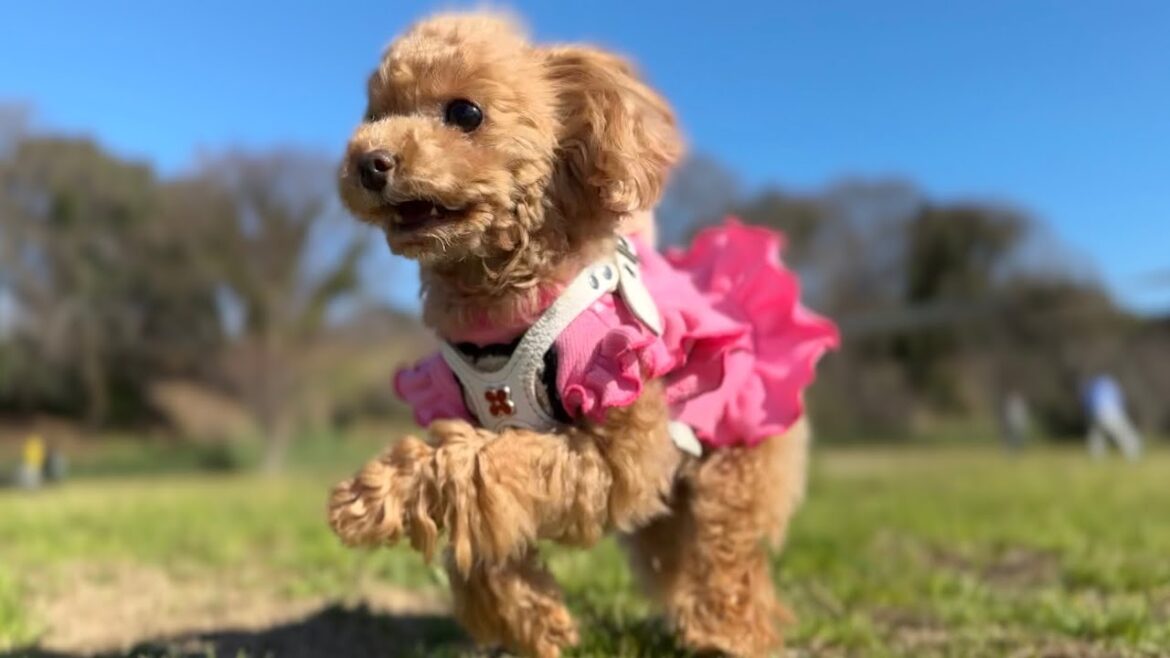 主の誕生日を全力で楽しむ愛犬がかわいい【トイプードルのコロン】