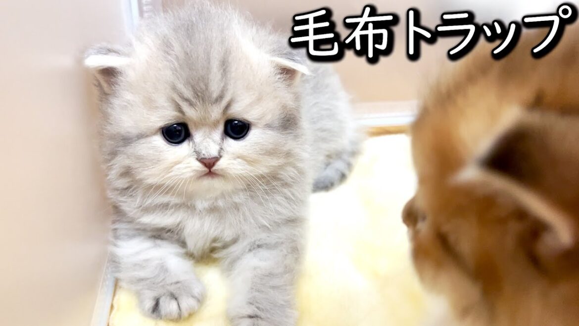 【ペルシャの子猫】毛布というトラップにかかる子猫達な件 ∼猫のいる生活Vol.643∼ 出産動画 マンチカン短足・ミヌエット・ペルシャ猫専門ブリーダー『ペット蔵人』【子猫の成長記録】