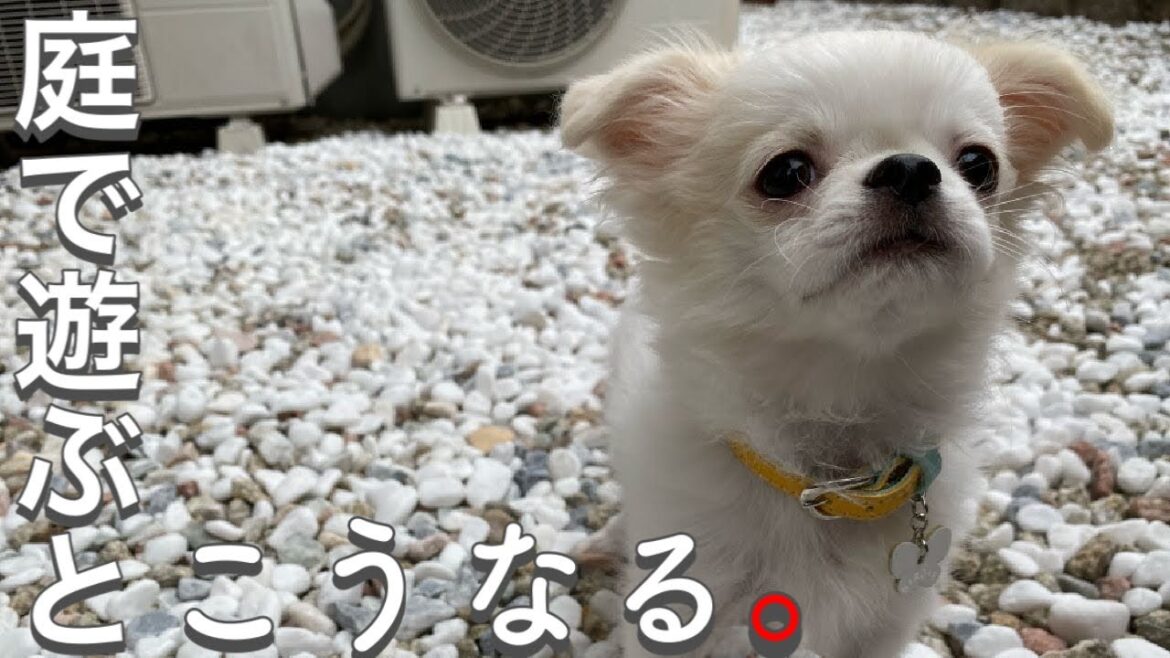 怖くてブルブル 頑張ったね|ペキチワ Pekingese x Chihuahua ペキニーズ x チワワ 怖くてブルブル 頑張ったね|ペキチワ Pekingese x Chihuahua ペキニーズ x チワワ