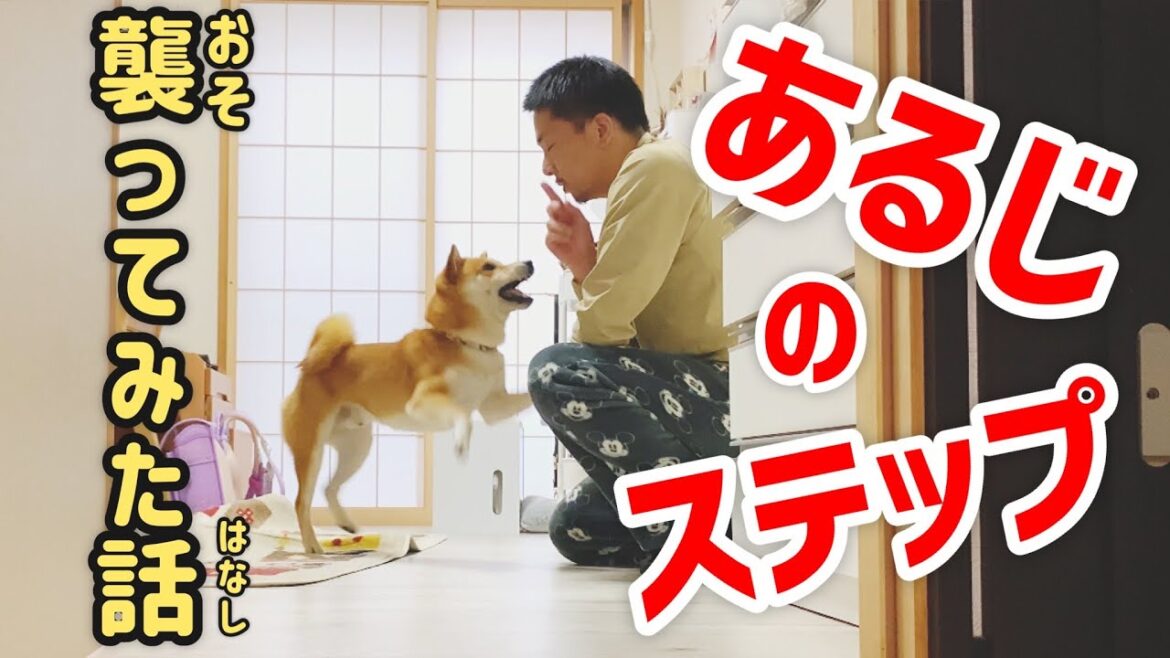 【柴犬こむぎ】あるじを襲撃してみた日の里山ジブリin衣笠山【あるじのステップ】shibainu