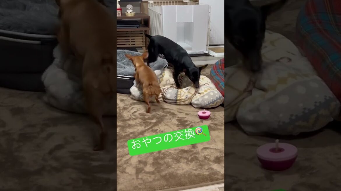 隣の芝生は青い❓　#miniaturepinscher #ミニチュアピンシャー #ミニピン #犬 #知育玩具 #オヤツ