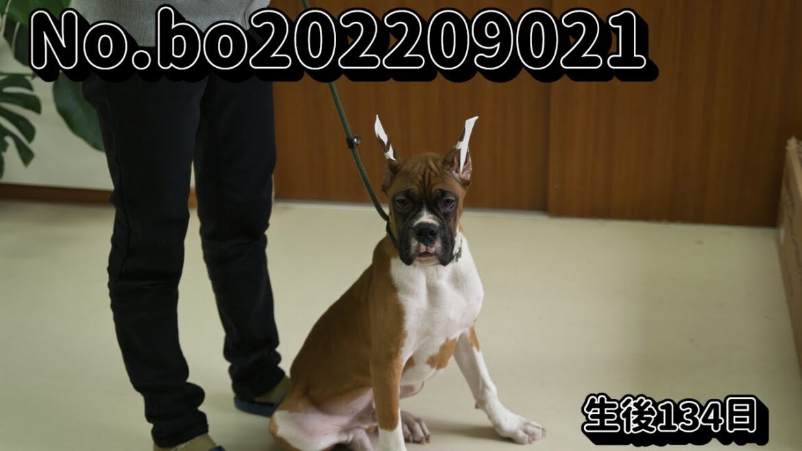 ボクサー犬の子犬販売 No.bo202209021 静岡県浜松市のブリーダー 2022年9月2日生 1月14日現在