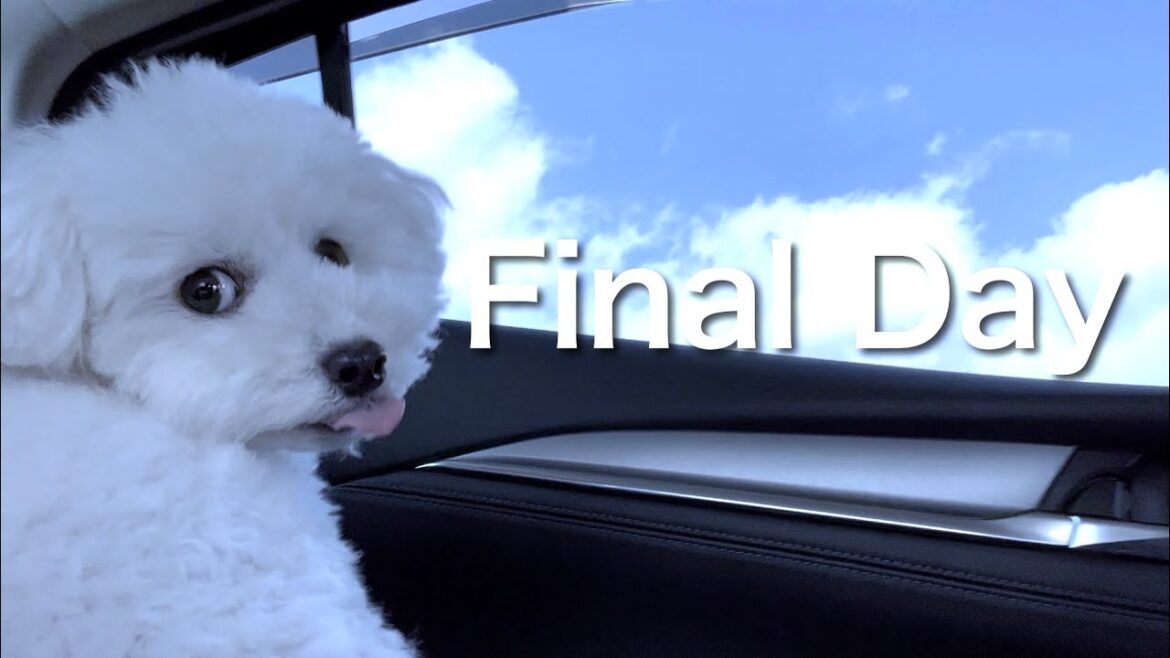 【犬と実家暮らし最終日】最後は家族全員で思い出作り