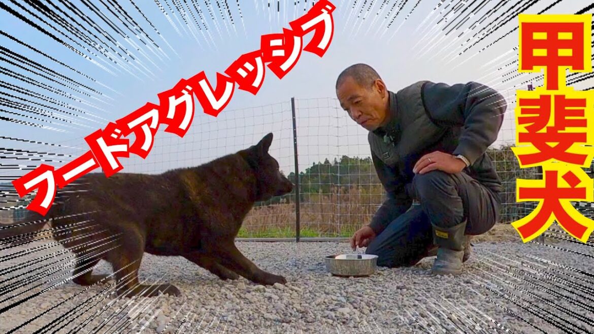 【危険】繁殖地獄から来た甲斐犬熊夫くんフードアグレッシブ