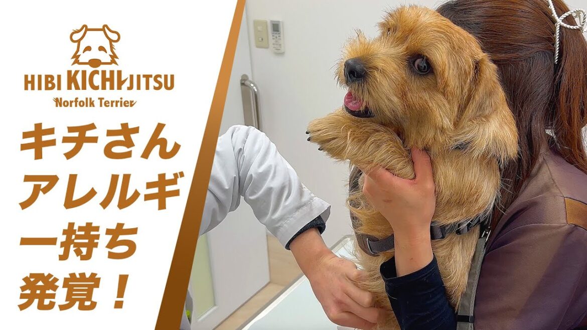 愛犬キチ お腹の湿疹を診てもらう【 dog ノーフォークテリア norfolkterrier 動物病院】