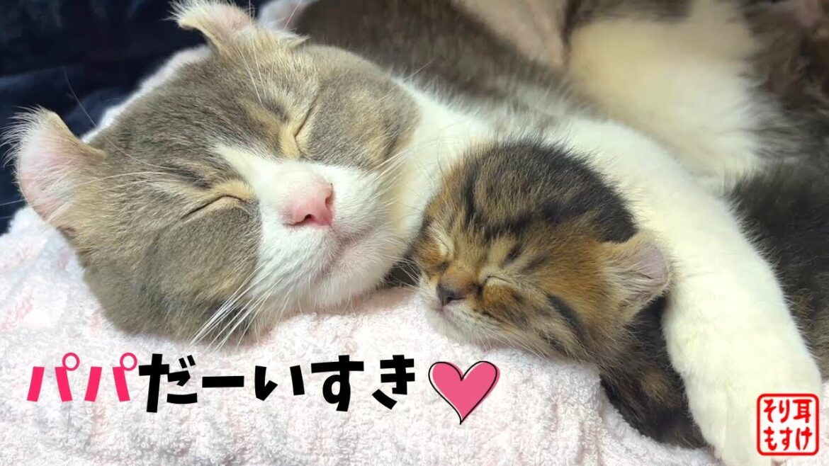 世界一優しいパパに育てられた子猫はこうなります💕【奇跡のイクメン猫】 世界一優しいパパに育てられた子猫はこうなります💕【奇跡のイクメン猫】