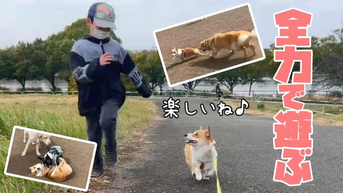 ドロドロになるまでドッグランと公園で全力で遊んだら結果コーギー子犬から泥水が出ました/生後10か月/道満グリンパーク ドロドロになるまでドッグランと公園で全力で遊んだら結果コーギー子犬から泥水が出ました/生後10か月/道満グリンパーク