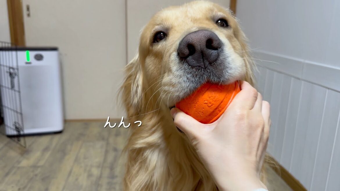 本当はパパと遊びたかったと言わんばかりの愛犬の対応
