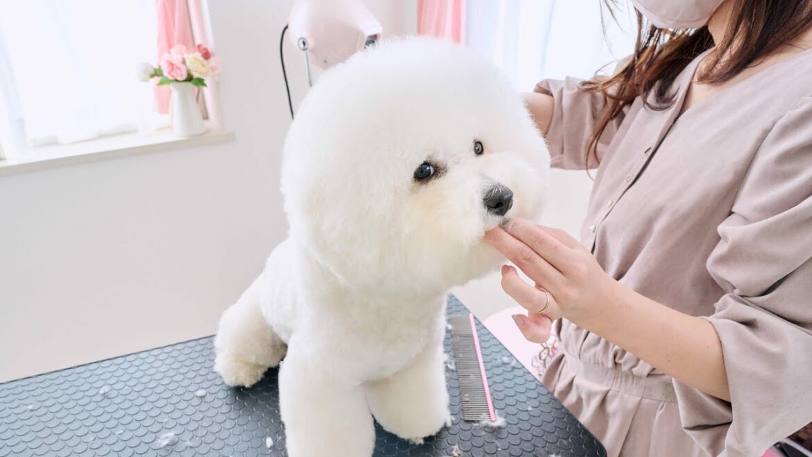巨大な頭のビションフリーゼをカットしていきます！