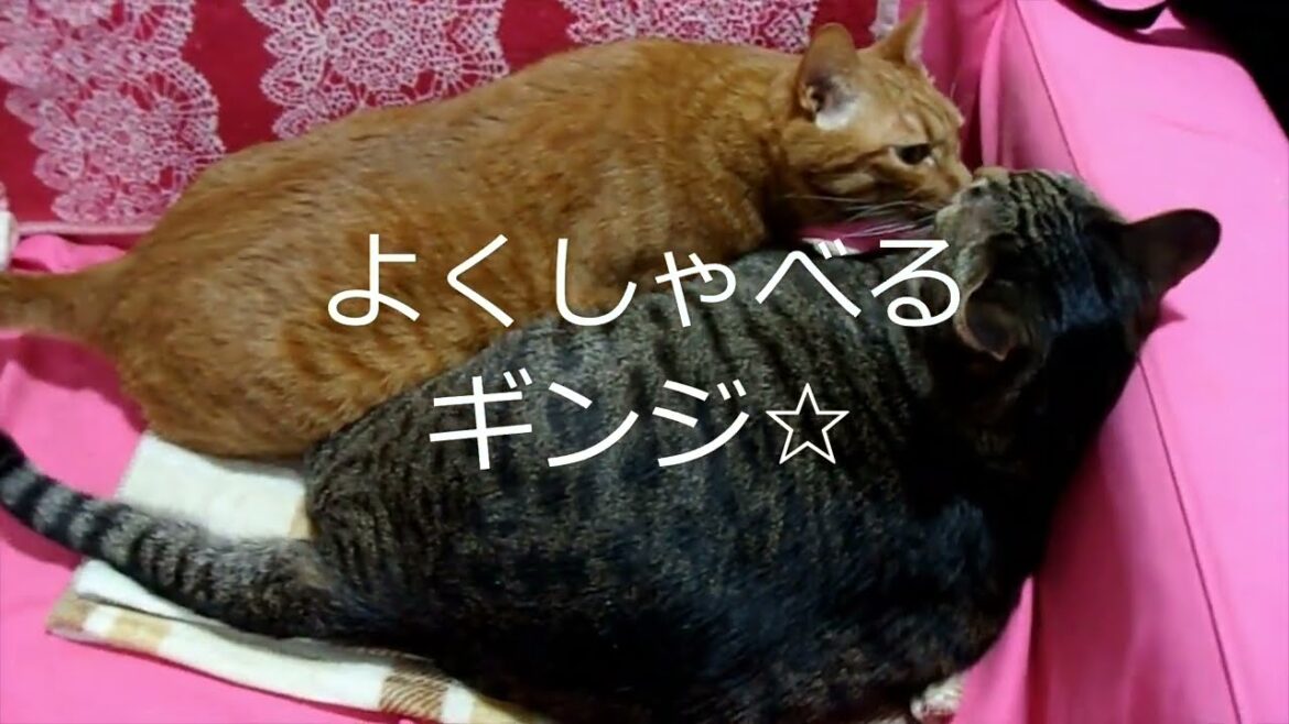 猫界の明石家さんま！？【日本猫のにゃらんとギンジ】