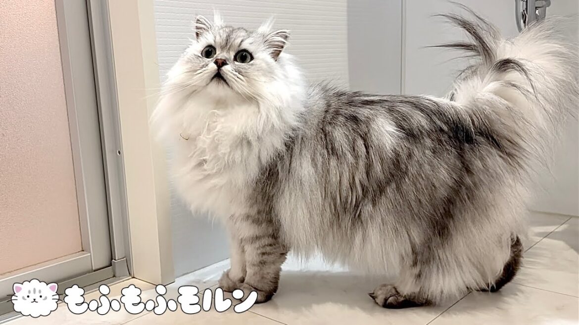猫が吐いてしまったのでキッチンマットを洗います【サイベリアン】