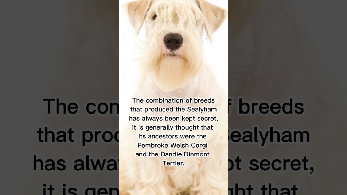 SEALYHAM TERRIER 🐶 #dogs #animals #shorts
