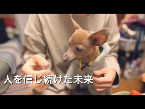 50代、未婚、子無し。でも愛してくれる子鹿犬がいるから笑顔になれる夜【ミニピン/元保護犬】 50代、未婚、子無し。でも愛してくれる子鹿犬がいるから笑顔になれる夜【ミニピン/元保護犬】