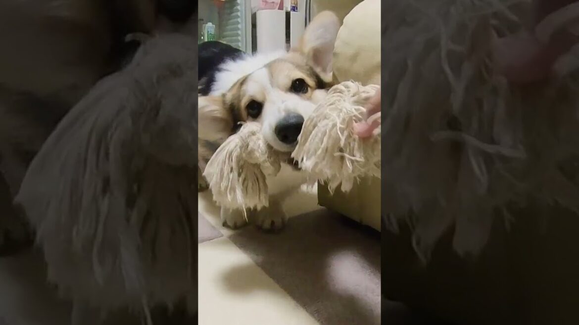 【黒コーギー】最近のアレックス【子犬】 #shorts