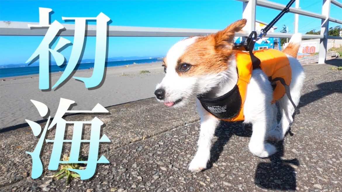 【初海】子犬と夏を満喫しました/ジャックラッセルテリア/puppy/The puppy went to the sea for the first time