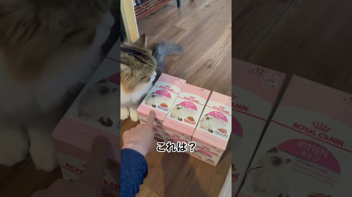 サイベリアンの子猫にどのロイヤルカナンが良いか聞いてみた#shorts