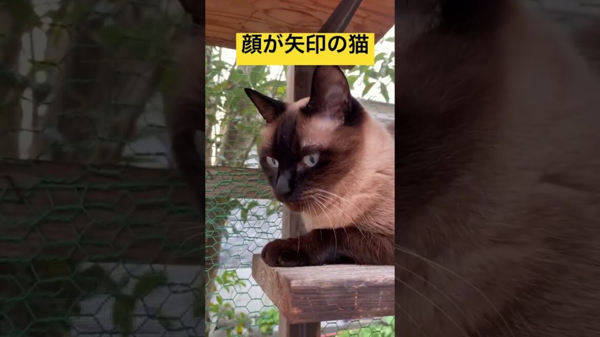 猫の顔が矢印になってる#shorts #猫かわいい #シャムミックス