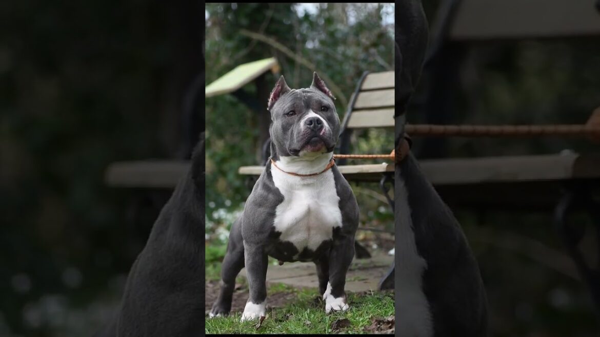 American bully dog #shortsfeed #shortvideo #americanbully #shorts