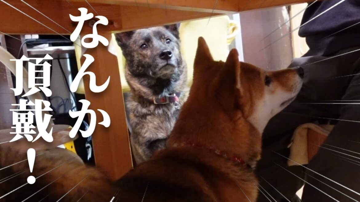 我儘は言わない！けど無言の圧力で欲しいものをGETする甲斐犬が凄い【甲斐犬・柴犬】